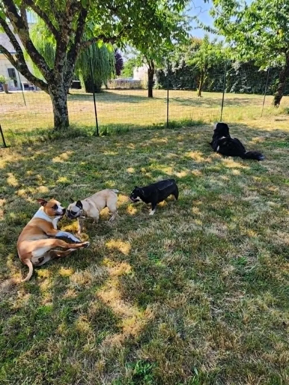 Pension canine familiale AMICANI - Loire-Atlantique pet otel görseli 2