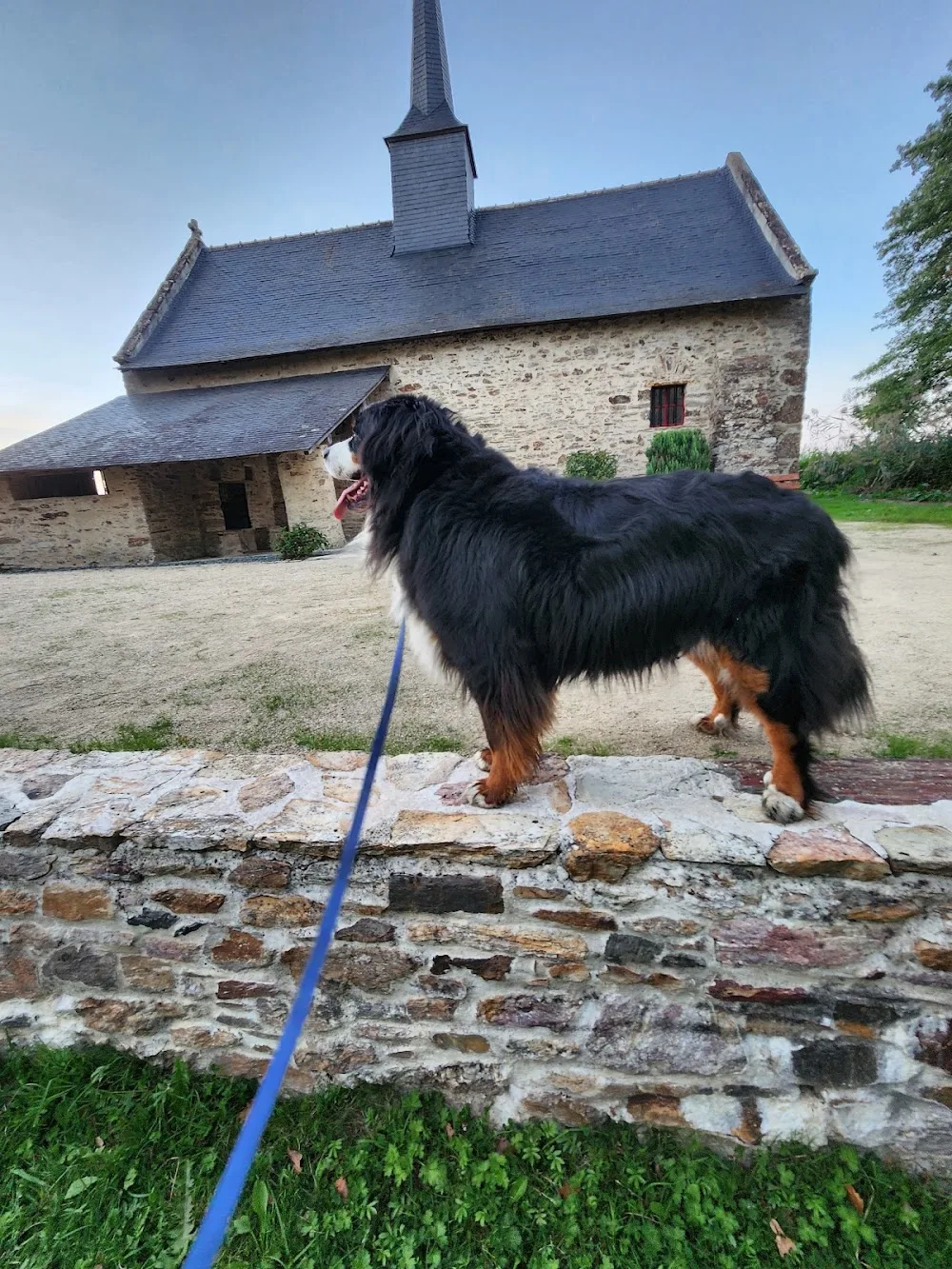 Pension canine familiale AMICANI - Loire-Atlantique pet otel görseli 3