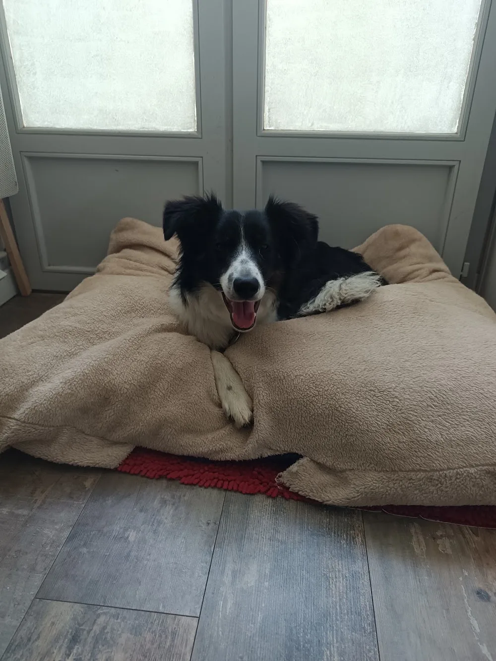 Pension familiale canine et féline à La Limouzinière (Loire Atlantique) - Loire-Atlantique pet otel görseli 3