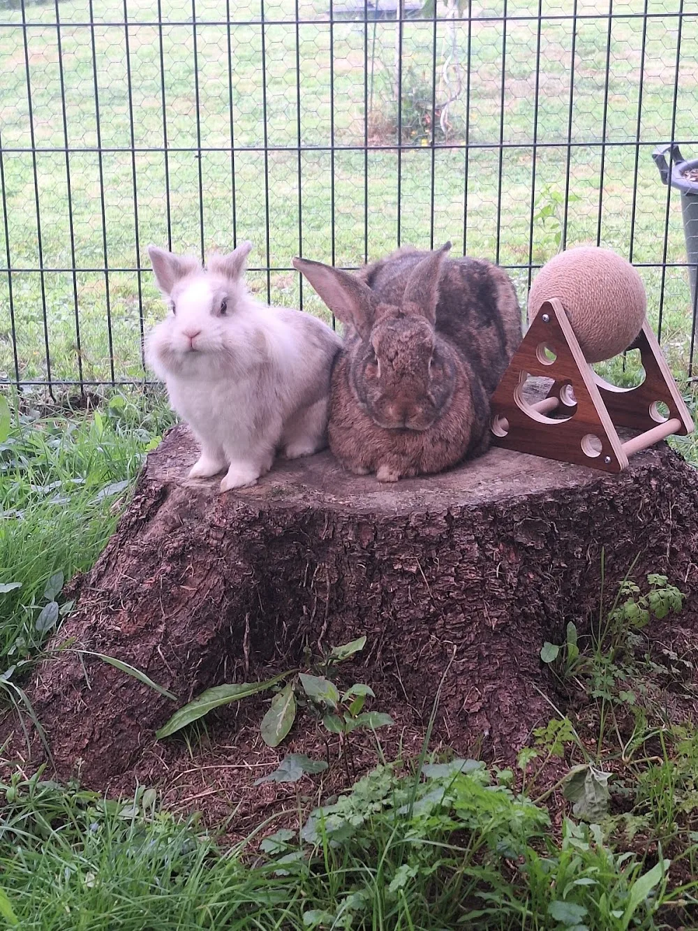 Pension pour lapins Anim&veille - Loire-Atlantique pet otel görseli 6