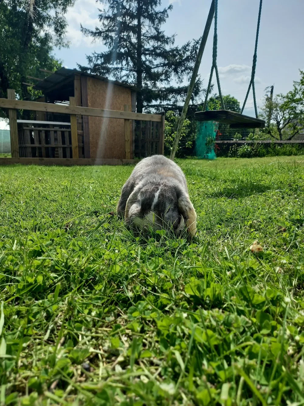 Pension pour lapins Anim&veille - Loire-Atlantique pet otel görseli 7