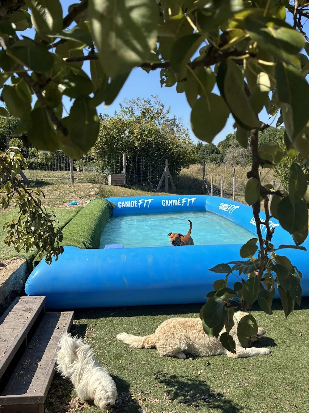 HAPPY DOG'S & Co - Loire pet otel