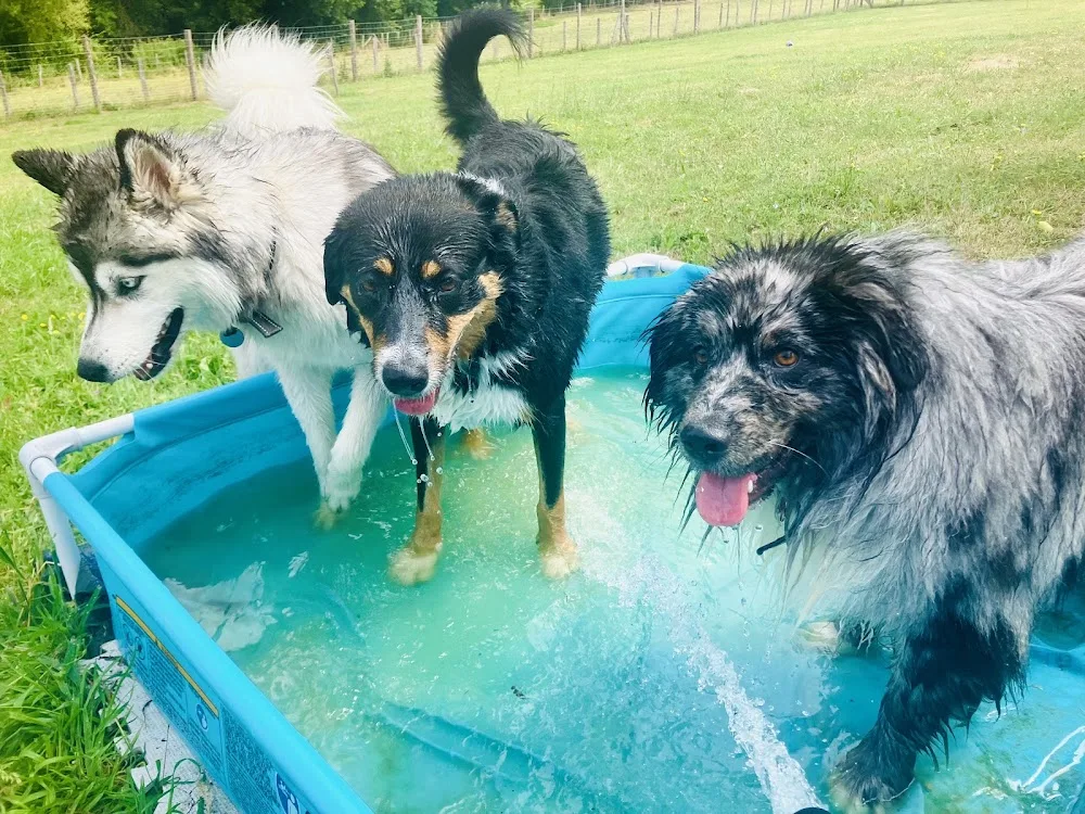 HAPPY DOG'S & Co - Loire pet otel görseli 3