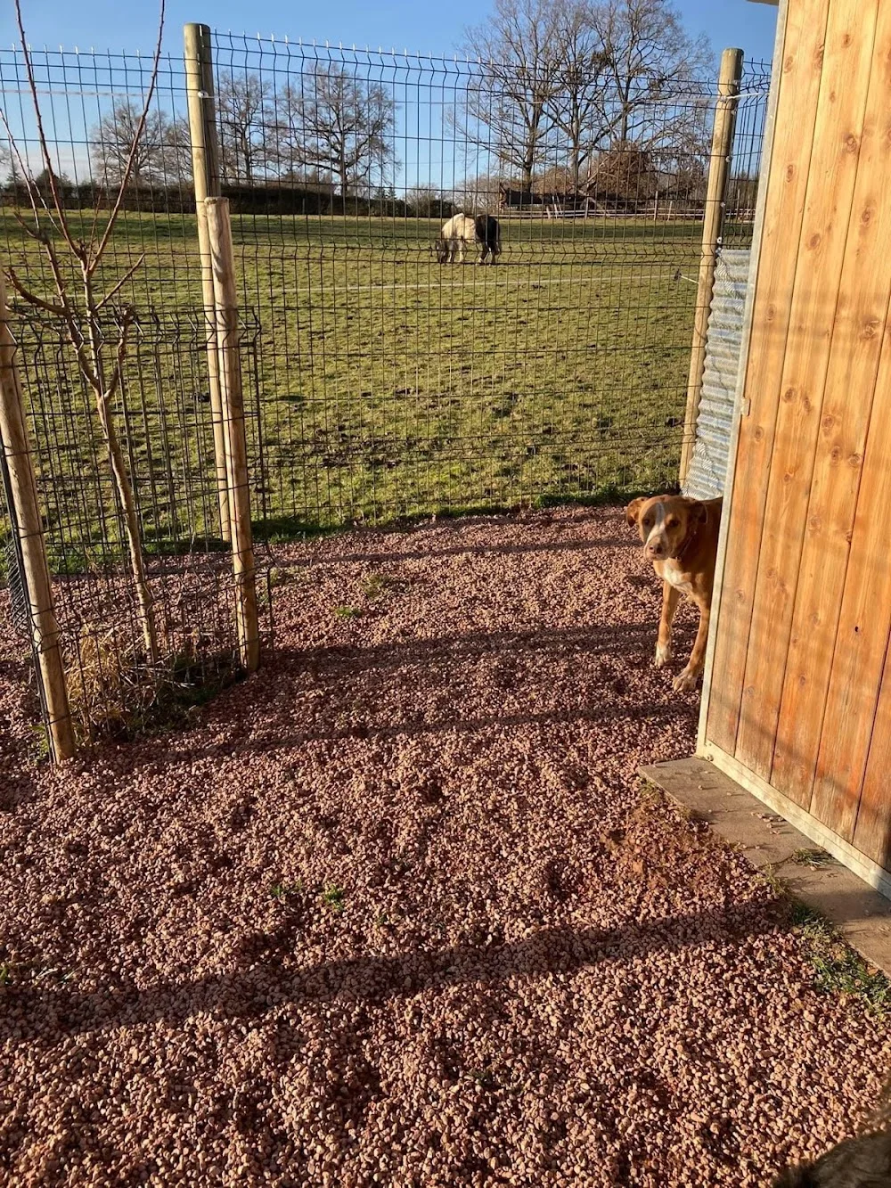 pension chiens et chats roanne - Loire pet otel görseli 7