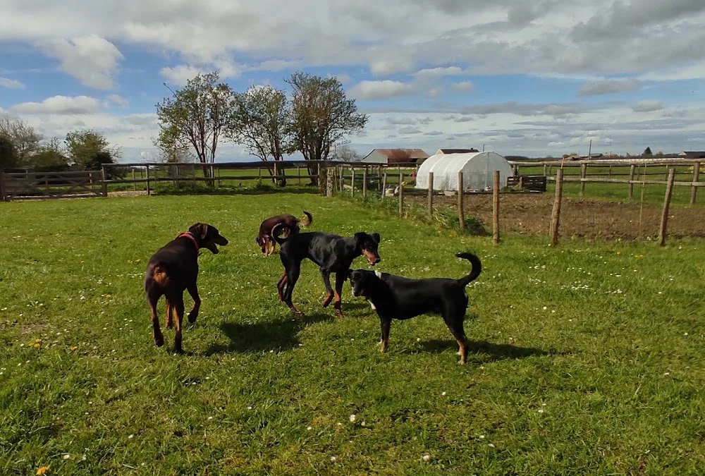 Canins des Champs - Loiret pet otel görseli 3