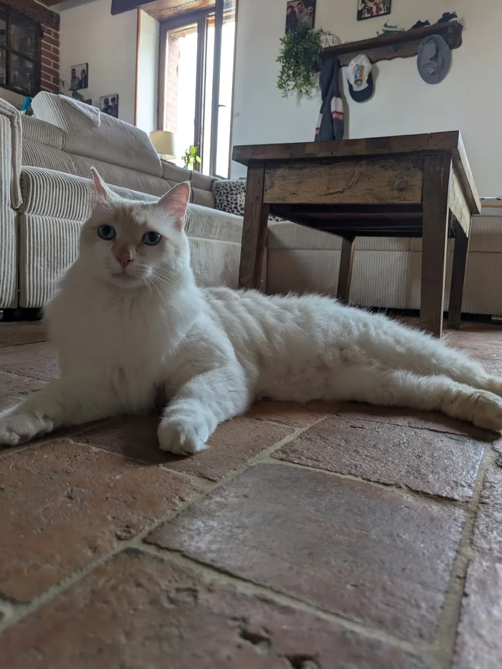 Ô chat’let de Nono - Loiret pet otel görseli 3