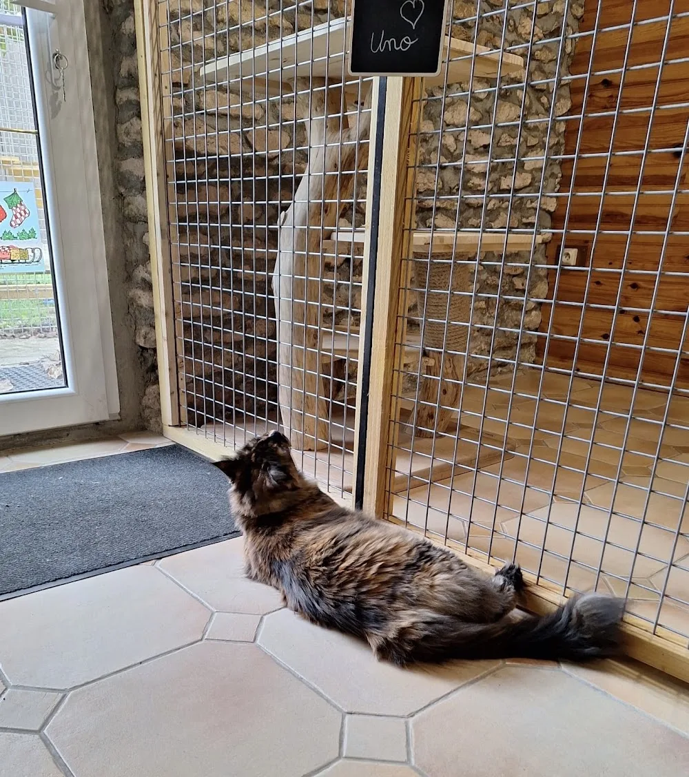 Pension féline Le Domaine des Moreaux - Loiret pet otel görseli 3