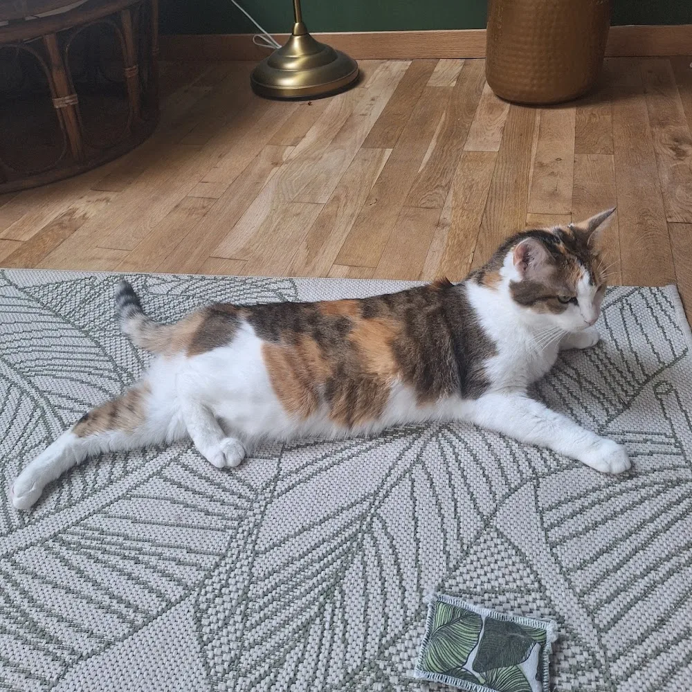 PREVANIMO Petsitter et Pension Familiale dans le 45 & 28 - Loiret pet otel görseli 2