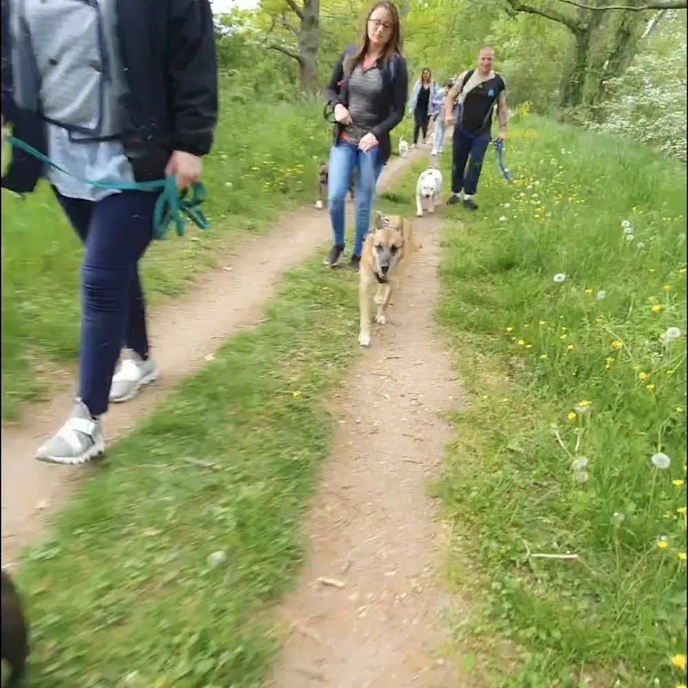 Rk-dog Pension canine, mantrailing - Loiret pet otel