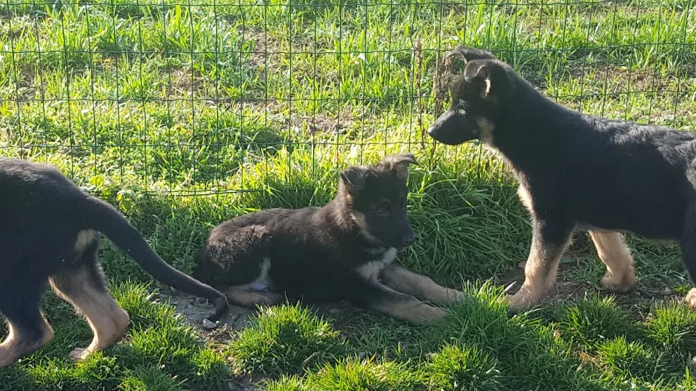 L' Oasi Dei Cuccioli Di Jacopo - Lombardy pet otel