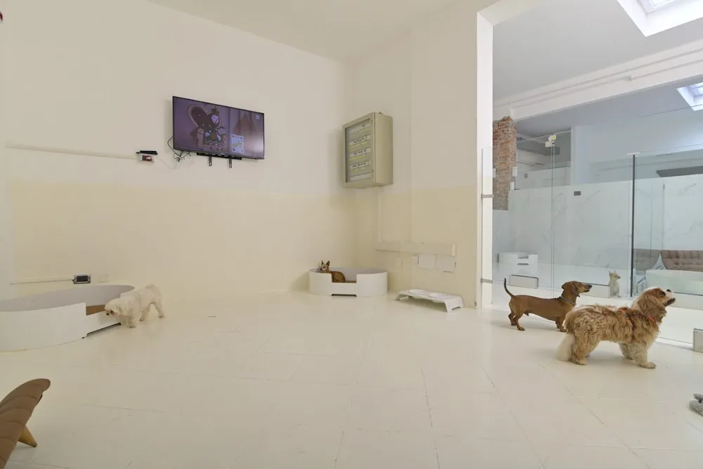 Pensione per cani Milano - Spazio SuperDog - Lombardy pet otel görseli 11