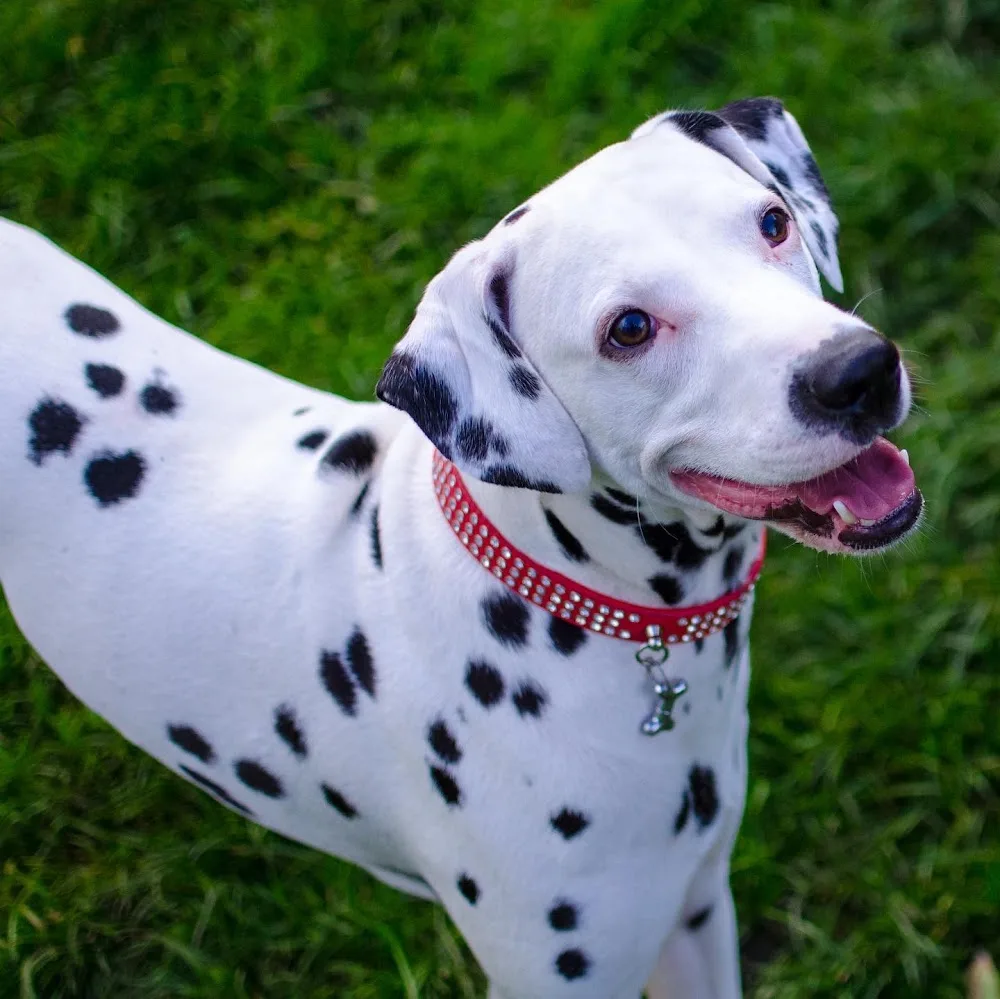 Chino’s Happy Dog House - London pet otel
