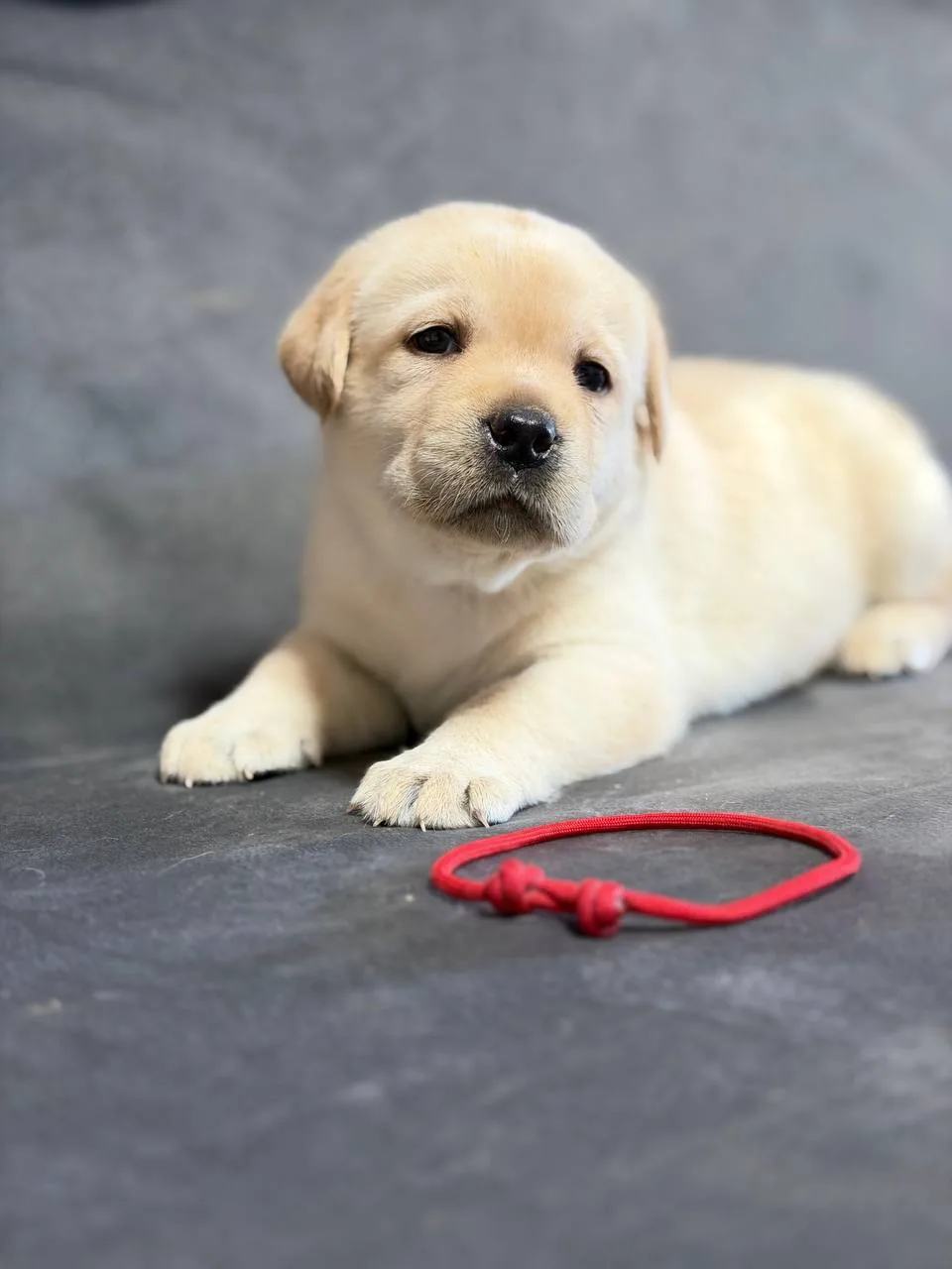 Elite Labrador Kennel - London pet otel görseli 3