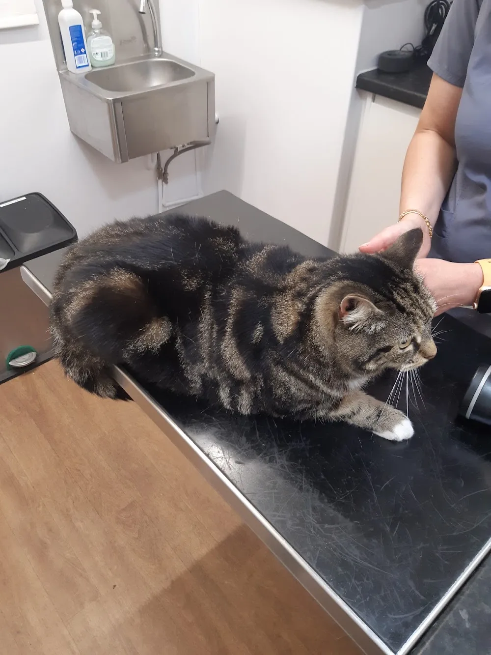 Hornsey Vets and Cattery - London pet otel