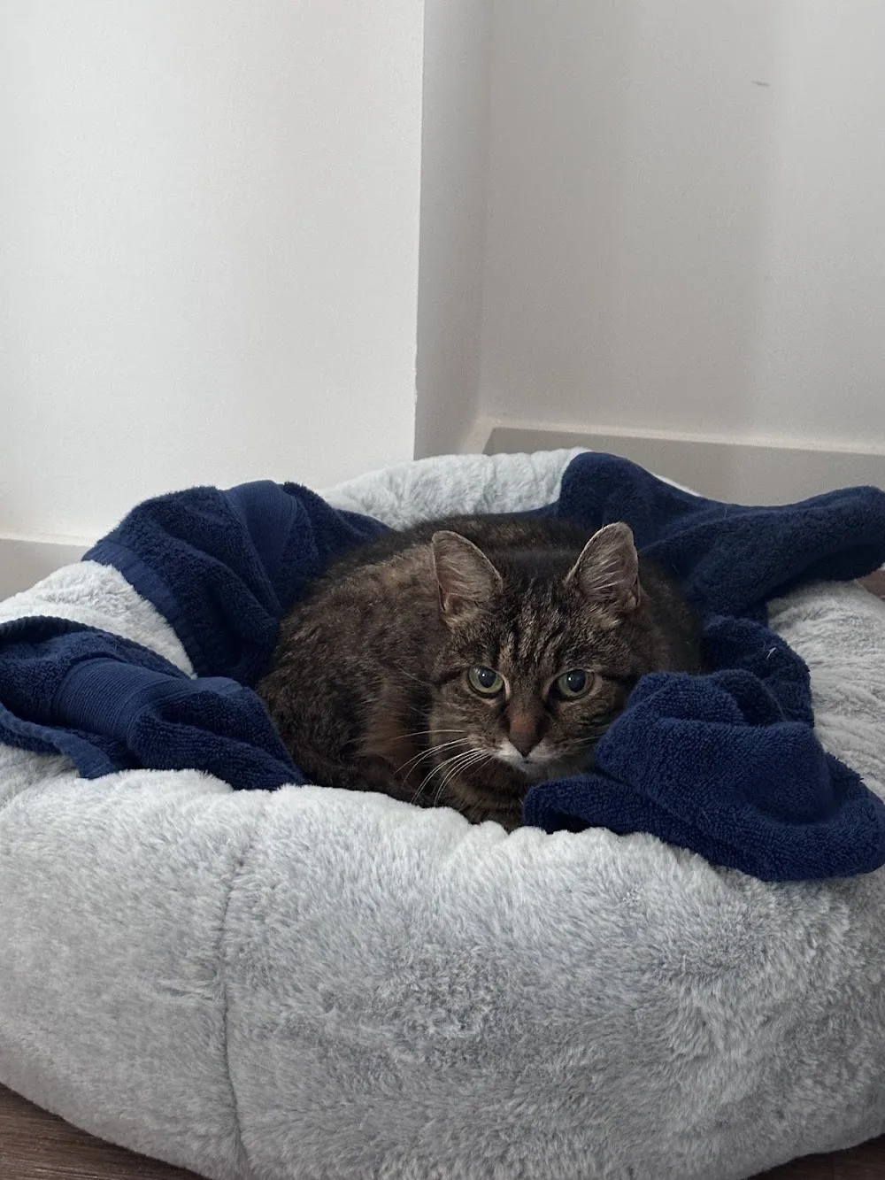 Kitty&Cuddle Cattery - London pet otel