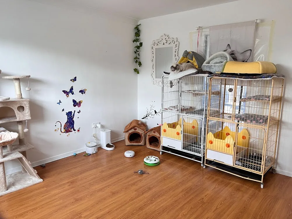 LinDolls Cattery - London pet otel