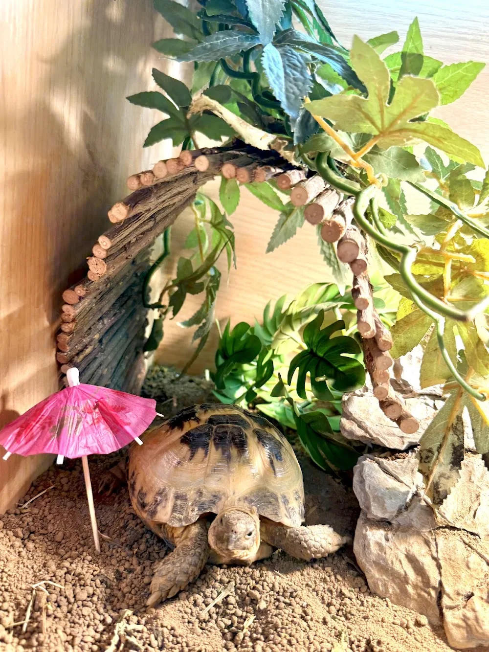 Mini Pets Boarding - London pet otel görseli 2