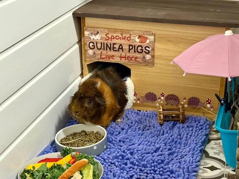 Mini Pets Boarding - London pet otel görseli 3