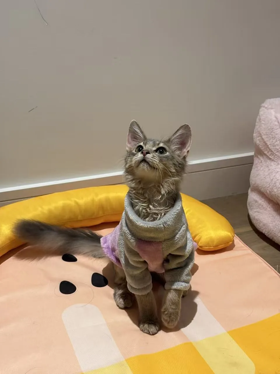 Purr Palace Cattery - London pet otel