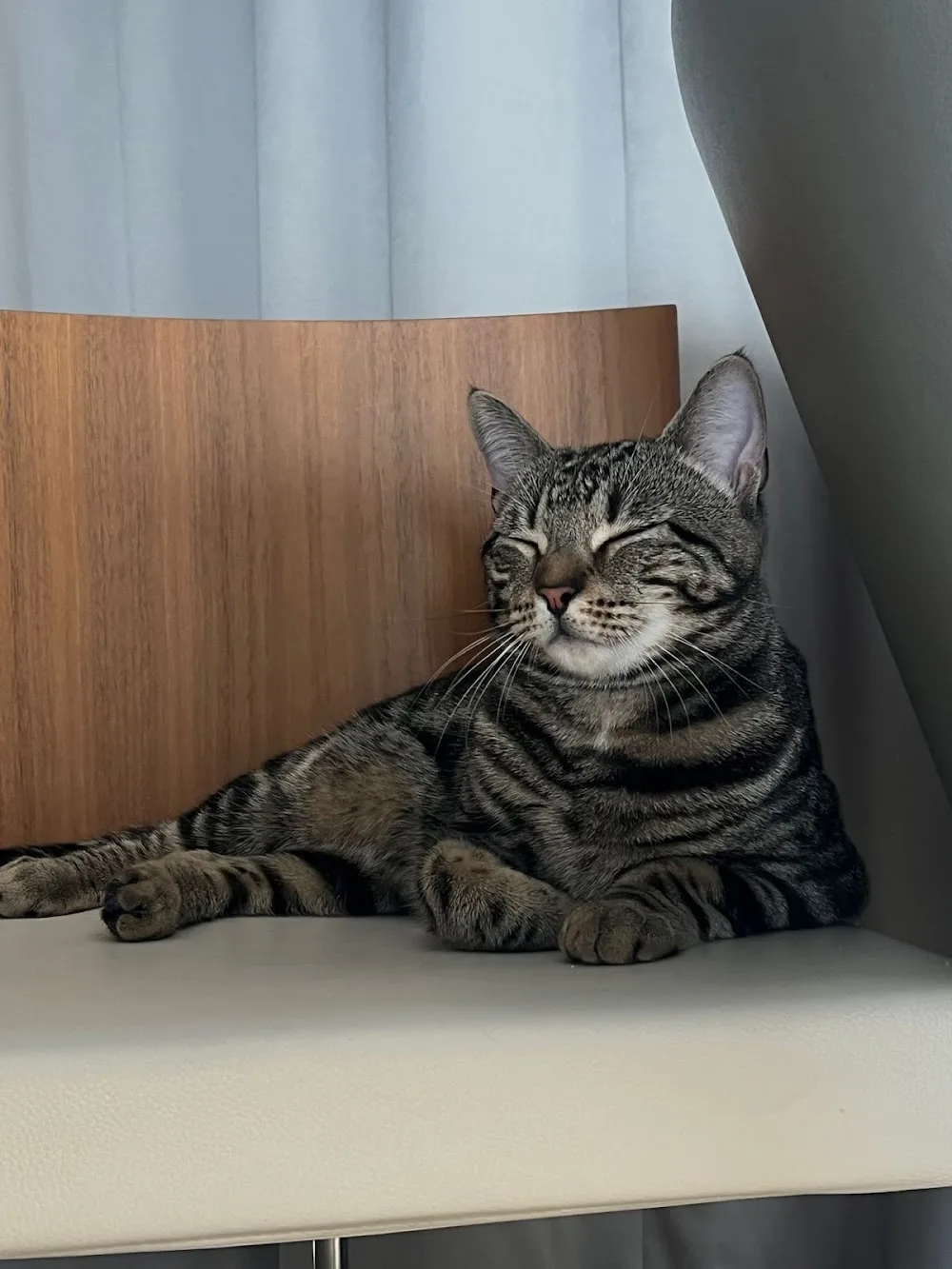 Purr Palace Cattery - London pet otel görseli 3