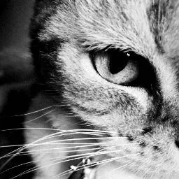 Purr Palace Cattery - London pet otel görseli 4