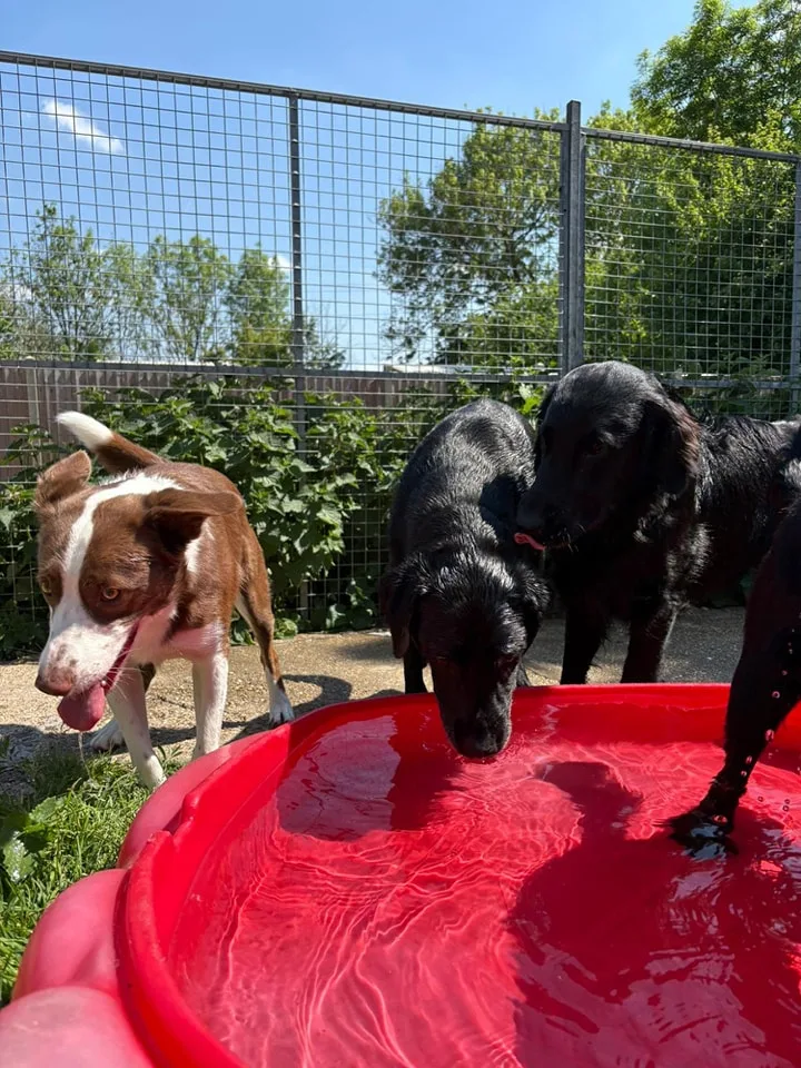 Star Boarding Kennels & Cattery - London pet otel görseli 3