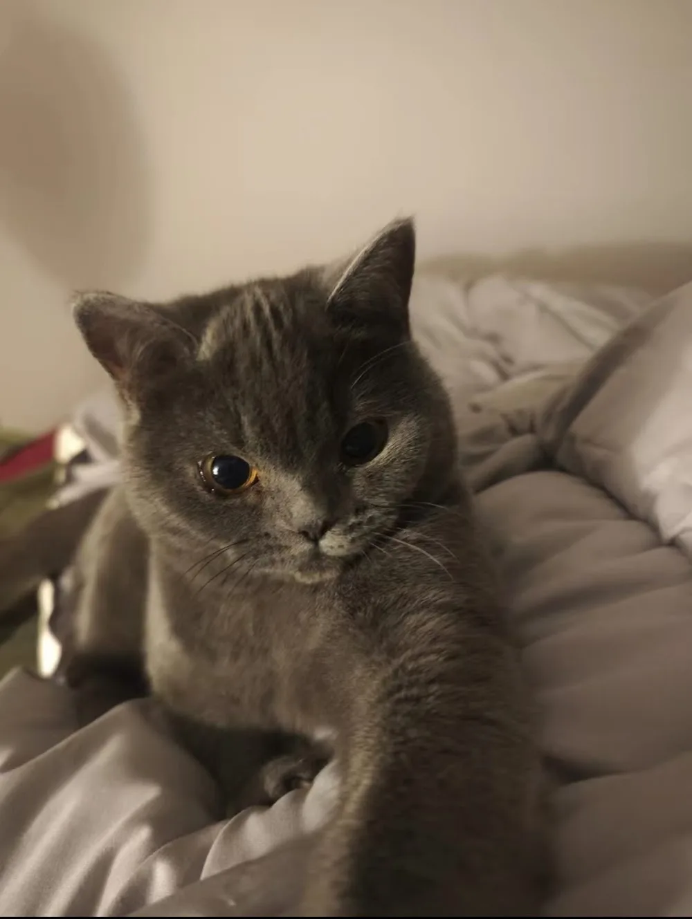 Stratford Cat Concierge - London pet otel