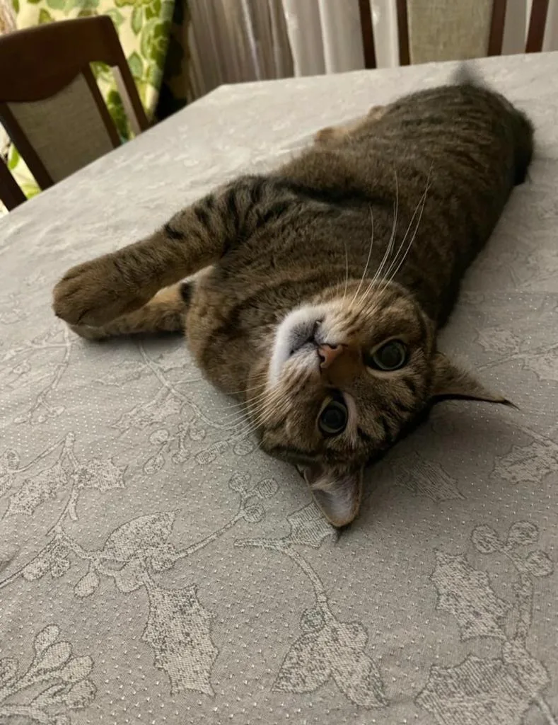 Tails Paw-Ty - London pet otel