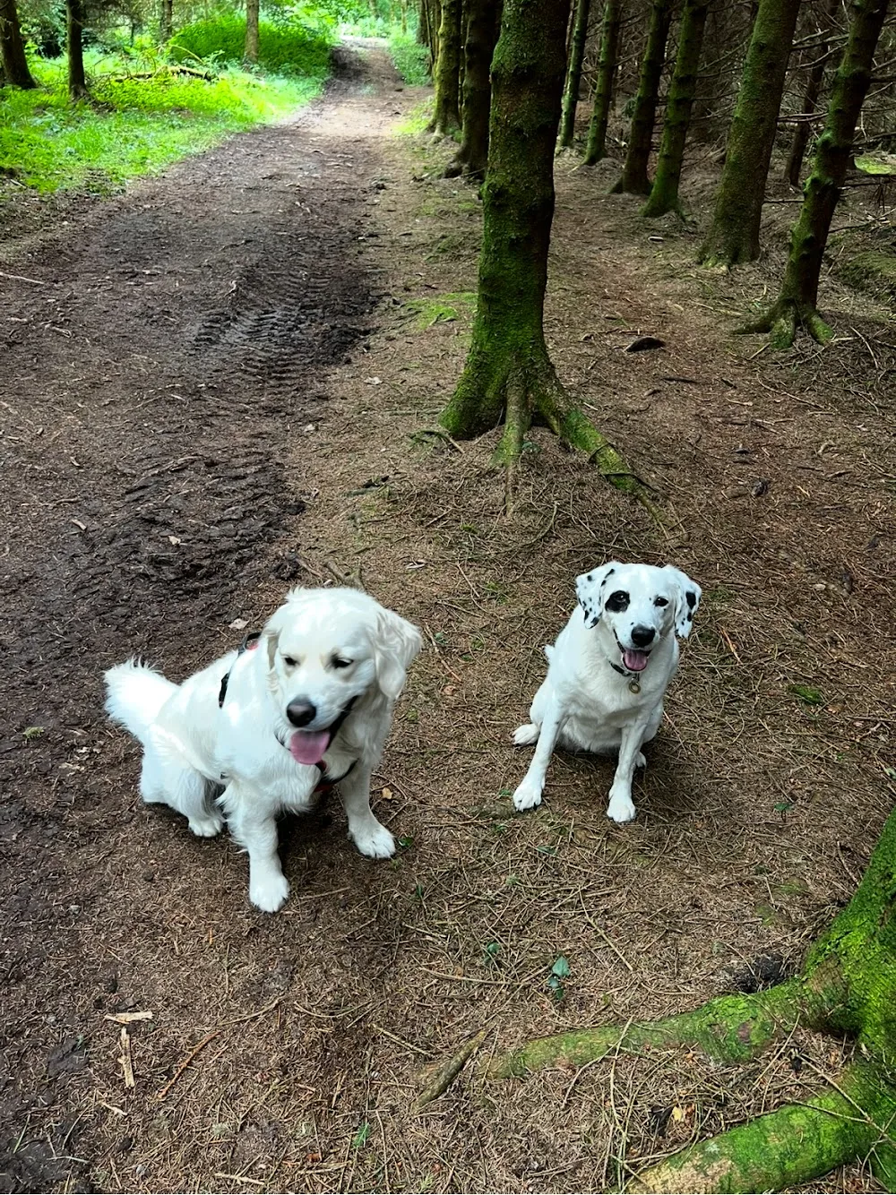 Country Club Kennels - Longford pet otel