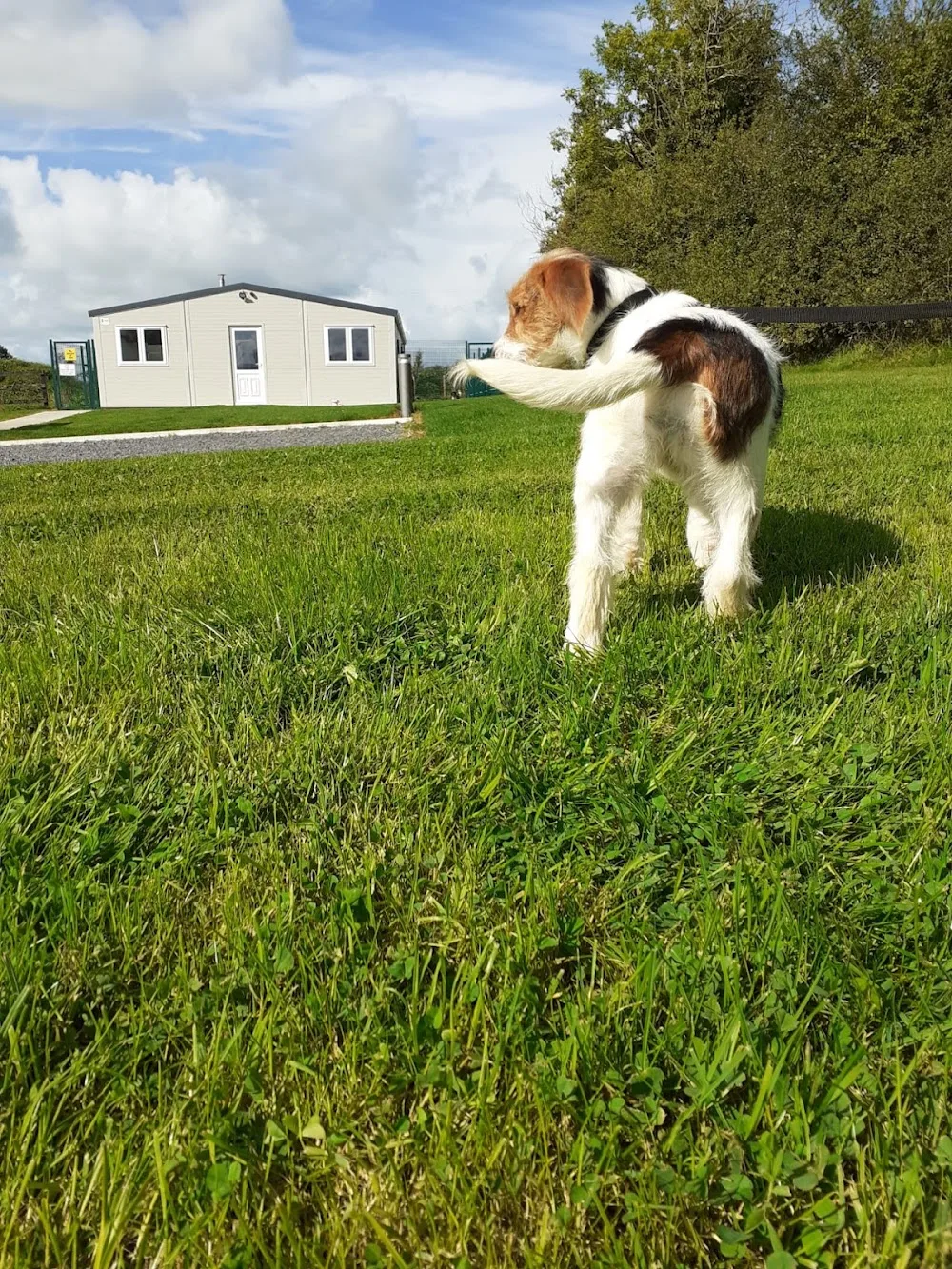 Country Club Kennels - Longford pet otel görseli 3