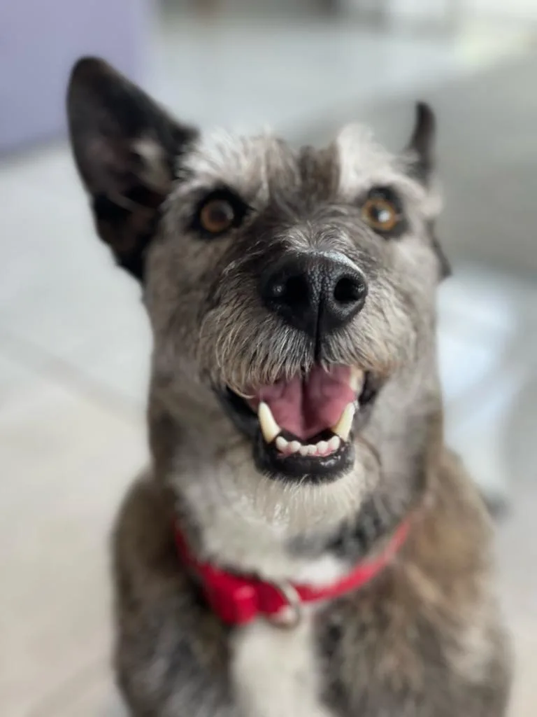 Galefords Kennel - Longford pet otel