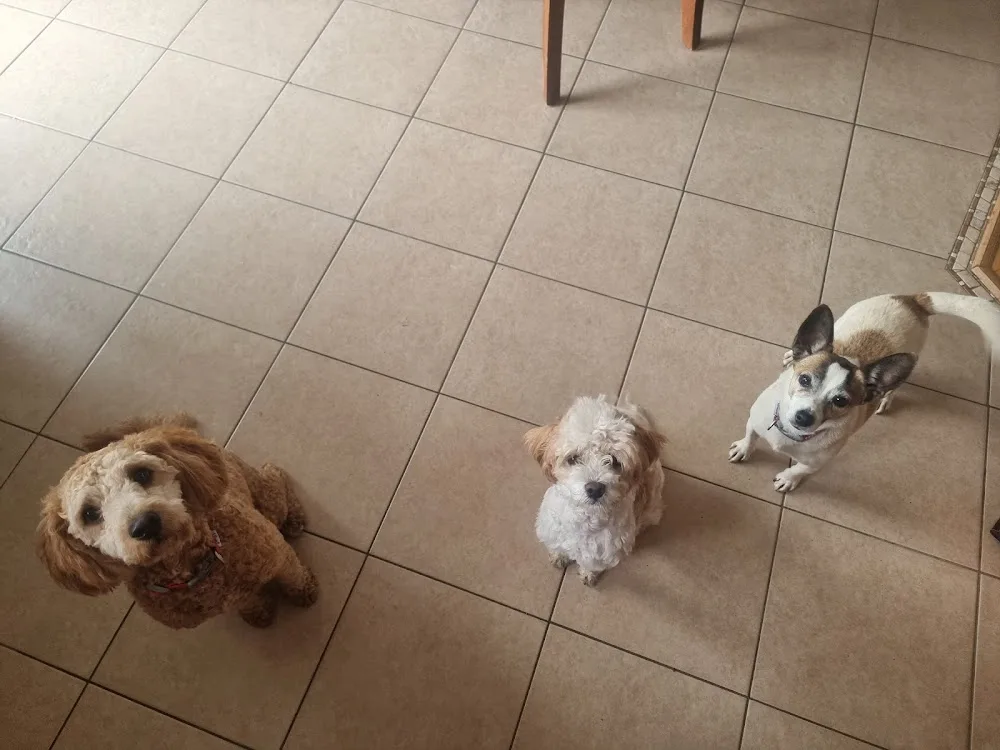 Lettergullion Canine Retreat - Longford pet otel