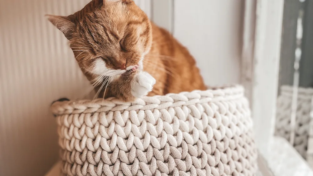 Arièn's Kattenhotel - Löningen pet otel
