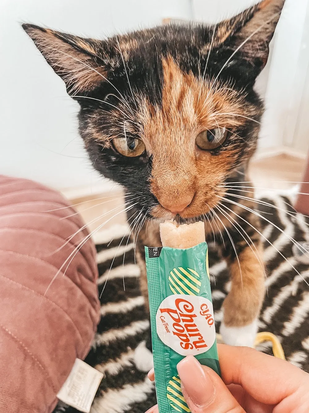 Arièn's Kattenhotel - Löningen pet otel görseli 3