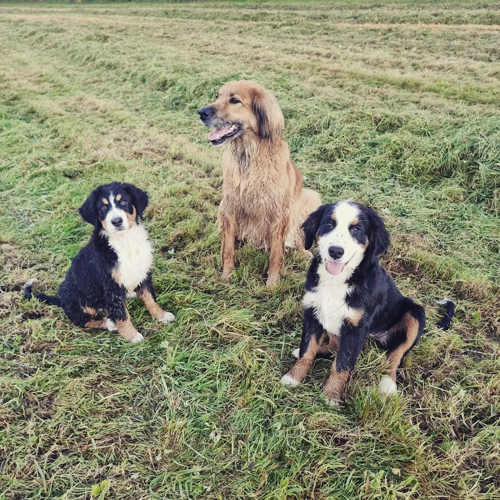 Hundepension Mühlenhorst - Löningen pet otel görseli 3