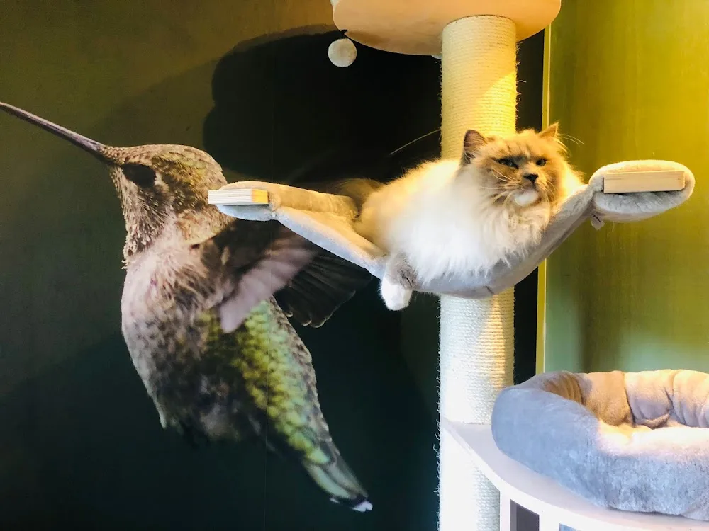 Kattenhotel In2Cats - Löningen pet otel görseli 2