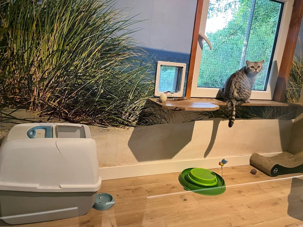 Kattenhotel In2Cats - Löningen pet otel görseli 3