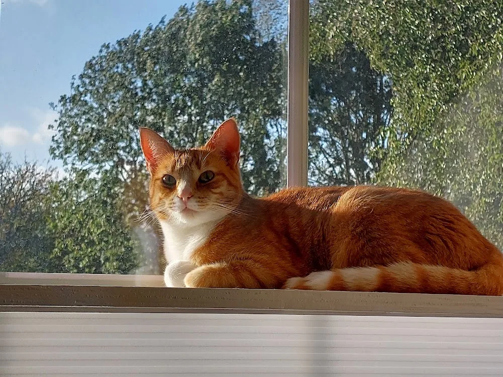 Kattenhotel Pikatso - Löningen pet otel görseli 2