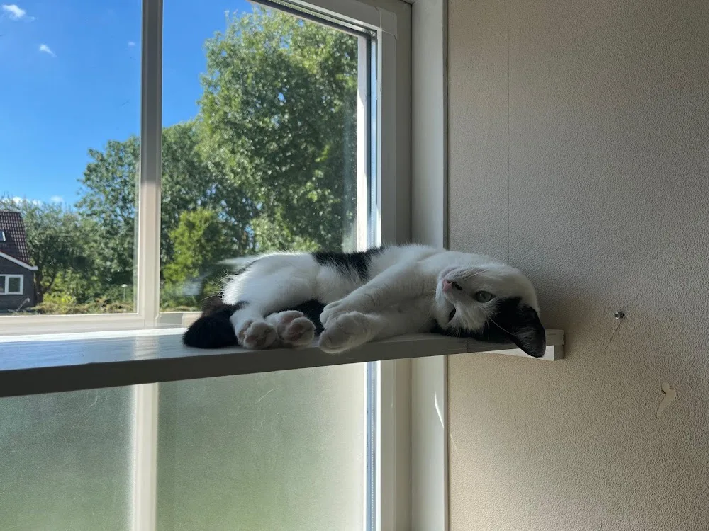 Kattenhotel Pikatso - Löningen pet otel görseli 3