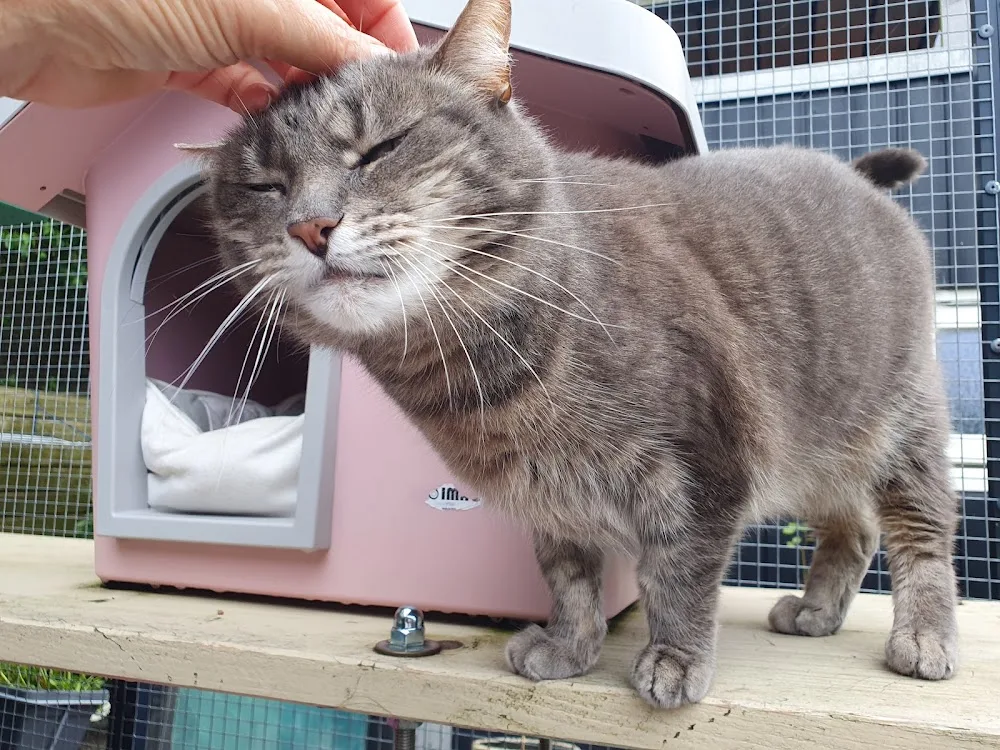 Kattenpension WEL VOOR DE POES - Löningen pet otel görseli 3