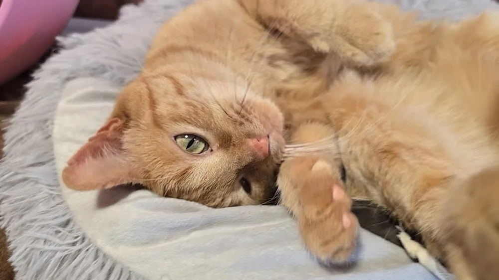 Au Matou Du Montat L'Hôtel Pour Chats - Lot pet otel