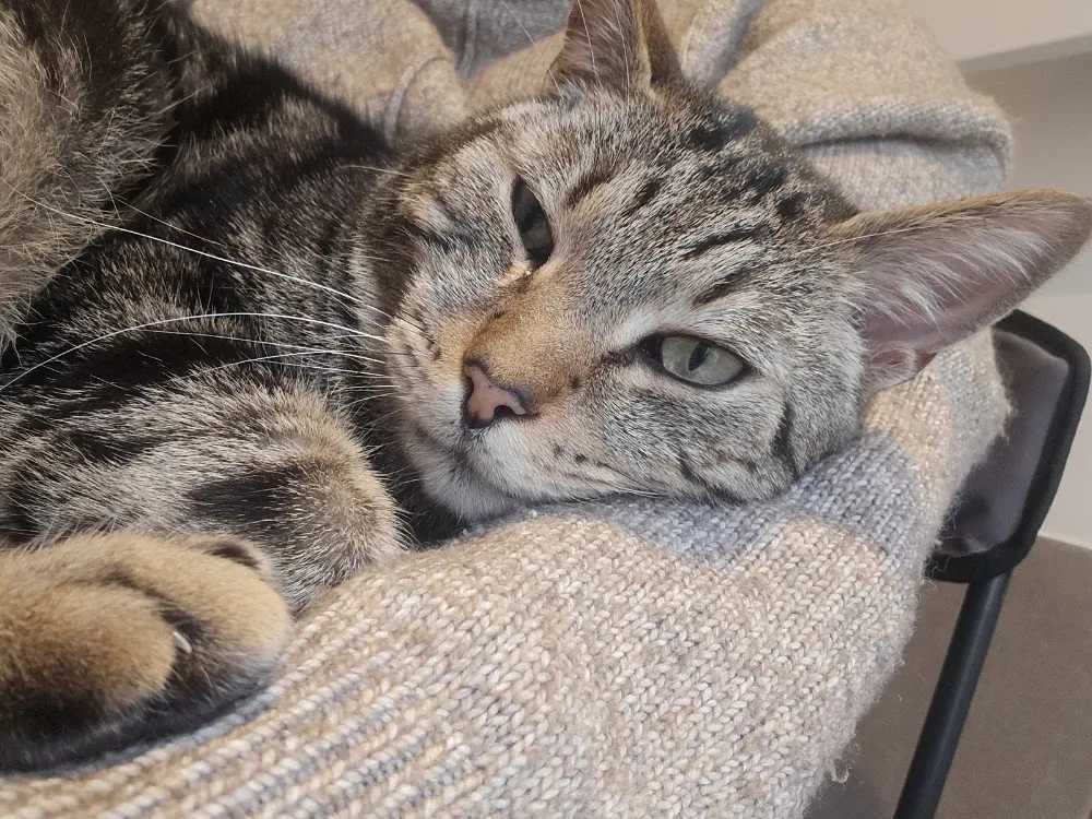 Au Matou Du Montat L'Hôtel Pour Chats - Lot pet otel görseli 3