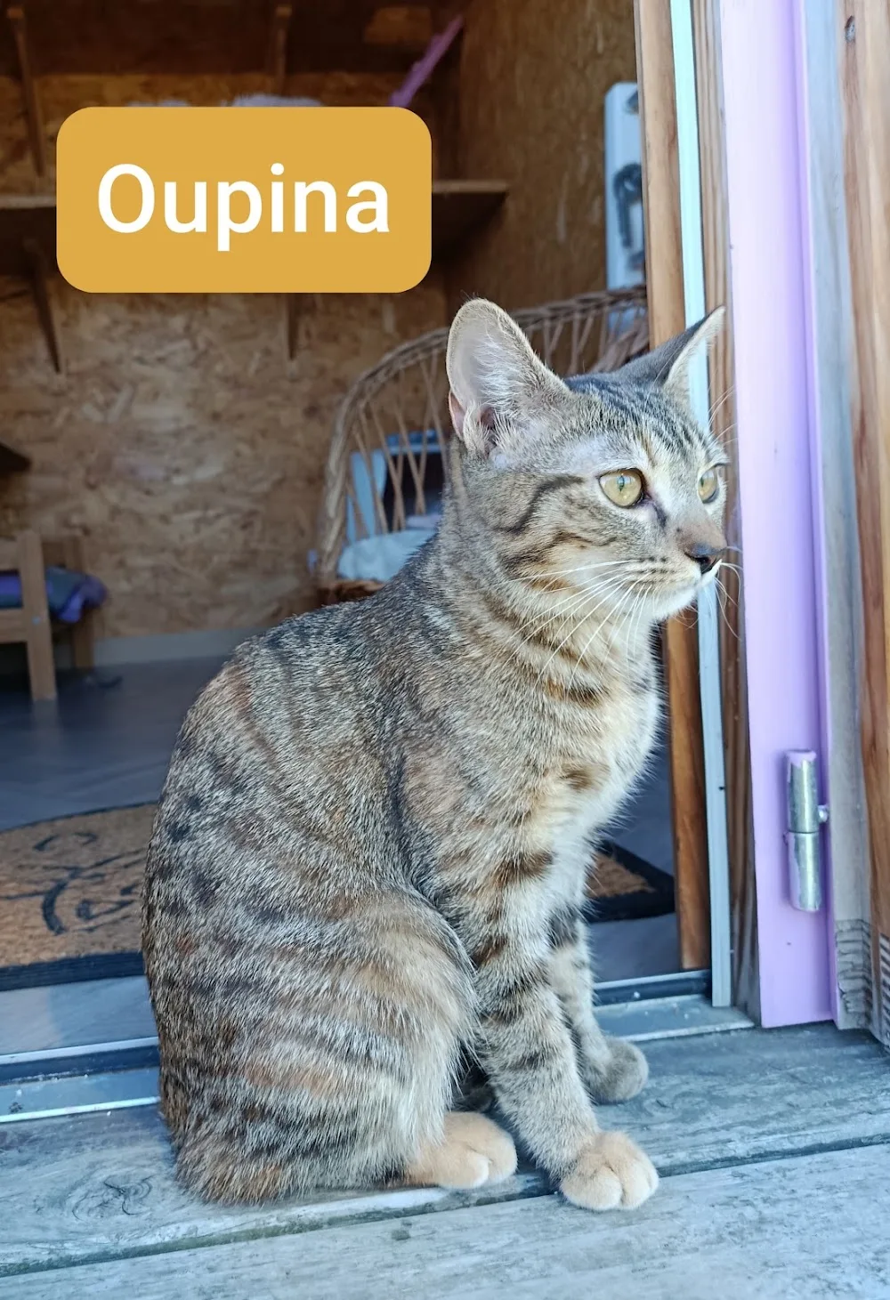 Chat Bohème - Lot pet otel görseli 3