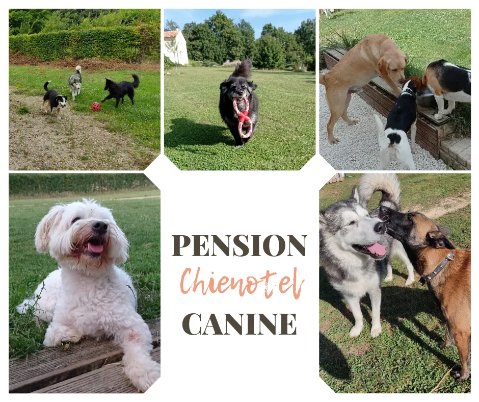 Chienotel - Pension pour Chien, Chat, Lapin & NAC - Lot pet otel