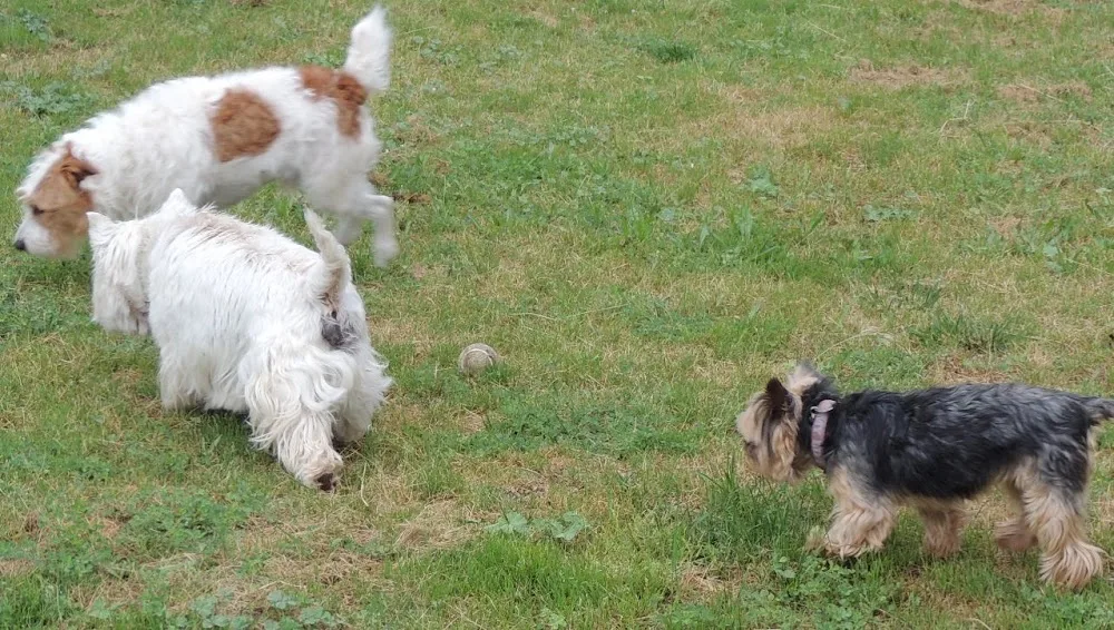 des Pat o' Cou - Centre de vacances pour chiens - Lot pet otel görseli 3