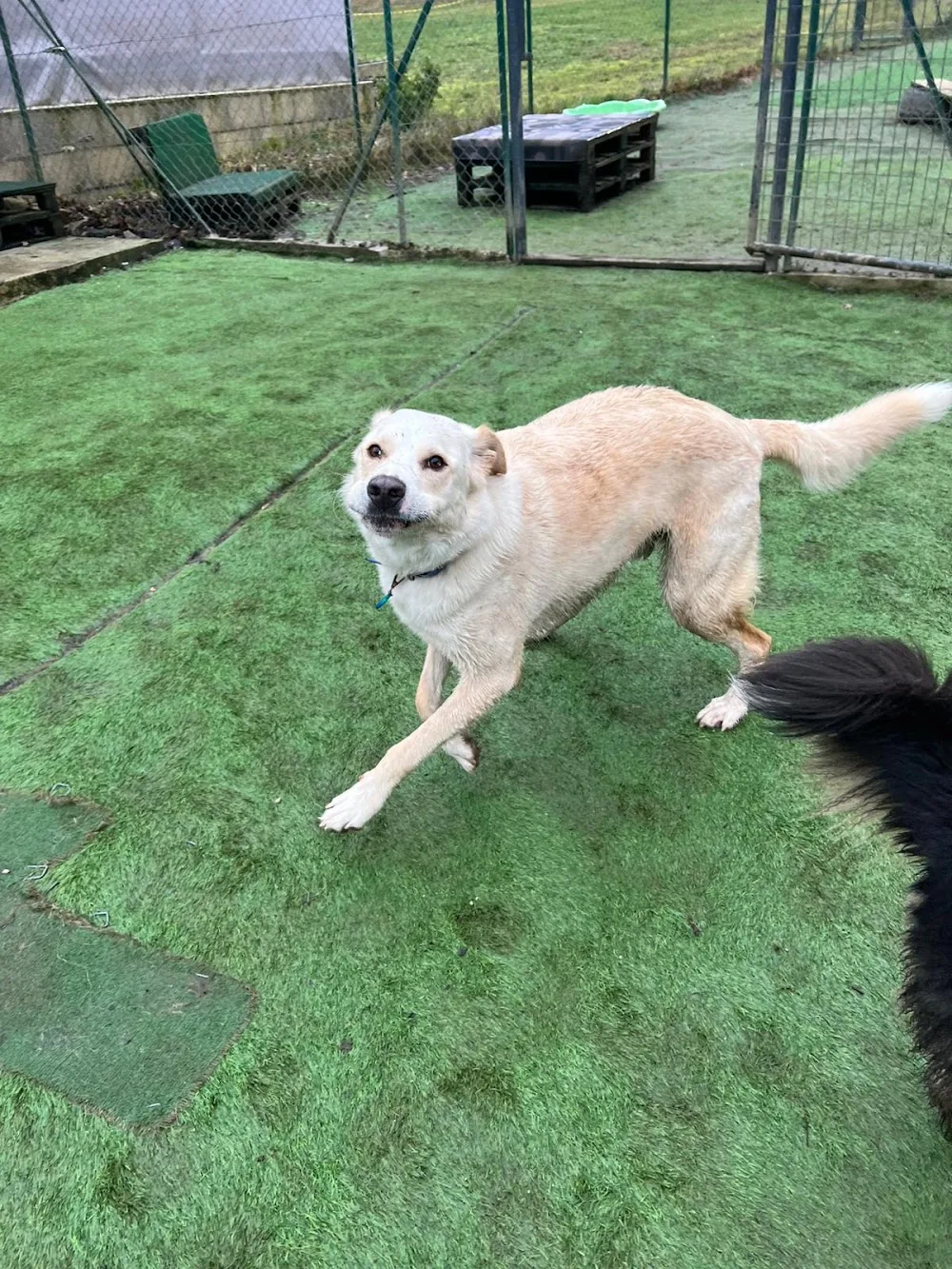 doghouse pension canine - Lot pet otel görseli 3