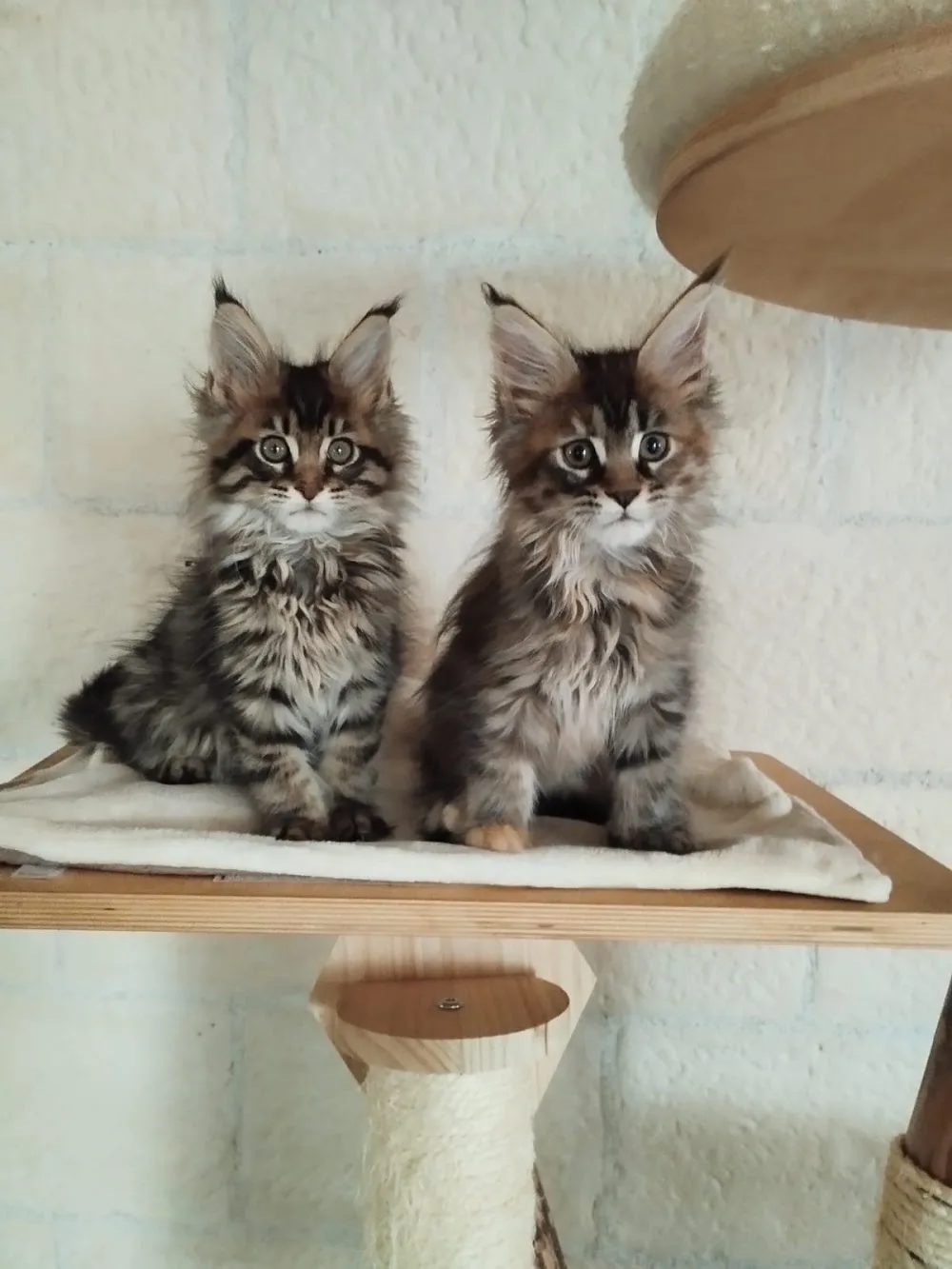 Chatterie des Zanimo Coon's - élevage de chats et chatons Maine Coon(Lot et Garonne, Aquitaine) - Lot-et-Garonne pet otel görseli 3