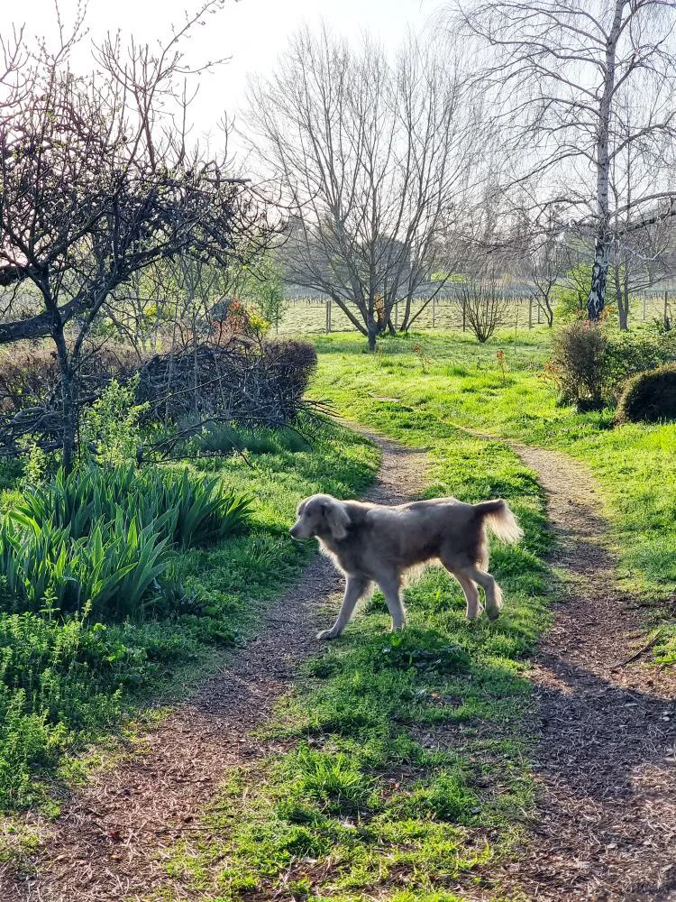 Debbie et les chiens - Lot-et-Garonne pet otel