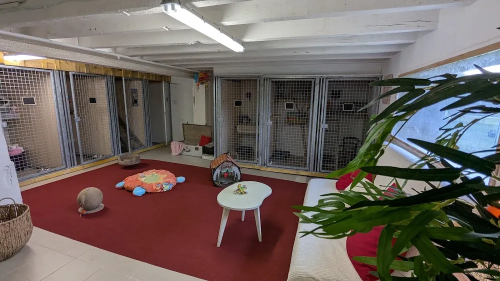 Pension chats du VDB - Lot-et-Garonne pet otel