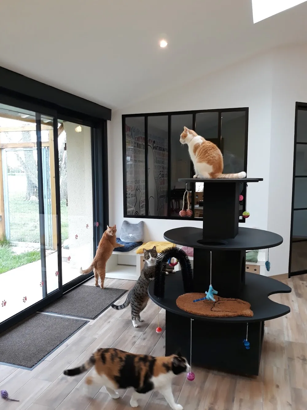 La Patoune du chat - Lot pet otel görseli 2